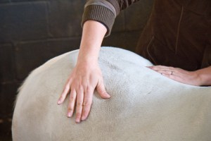 bpp bea equine chiropractic-154