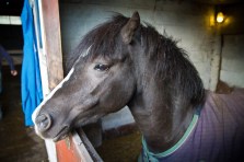 bpp bea equine chiropractic-184