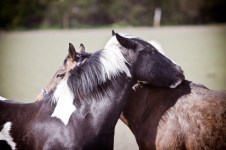 bpp_equinework_190412-335